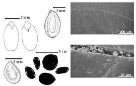  Seed, cotyledon, embryo, and testa:  L. leucocephala  (J.B.A.P. de M. de Lamarck) H.C.D. de Wit - top left center seed topography, top left cotyledon concealing about 1/3 of radicle (L) and embryonic axis (R), testa SEMs;  L. trichodes  (N.J. von Jacquin) G. Bentham - bottom far left seed topography;  L.  spp. - bottom left center seeds.
