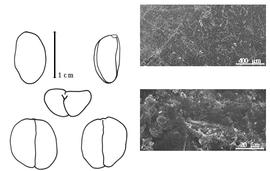  Cotyledon, embryo, and testa:  L. callicarpus  (Champ. ex Benth.) Breteler - embryo, cotyledons, and testa SEMs.
