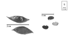  Fruit and seed:  L. splendens  (N.L. Burman) J.J. Bos & H.C.D. de Wit - valves and seeds.
