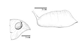  Fruit and seed:  L. kalantha  H.A.T. Harms - right fruit; L. walkeri A.J.B. Chevalier - left seed in situ.
