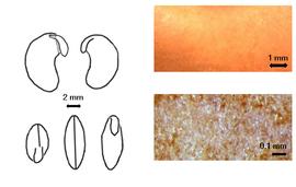  Cotyledon, embryo, and testa:  L. violaceus  (N.J. von Jacquin) K.S. Kunth ex A.P. ed Candolle - embryo, cotyledons, and testas.
