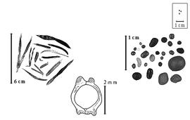  Fruit, seed, and fruit cross section:  L. maritimus  C. Linnaeus - bottom fruit cross section with four wings; L. spp. - left fruits and right seeds.
