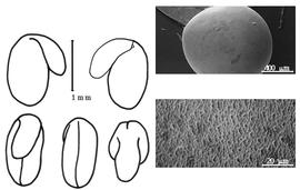  Cotyledon, embryo, and testa:  L. corniculatus  C. Linnaeus - embryo, cotyledons, and testa SEMs.
