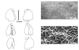  Cotyledon, embryo, and testa:  L. praecox  (H.A.T. Harms) H.A.T. Harms - embryo, cotyledons, and testa SEMs.
