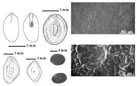  Seed, cotyledon, embryo, and testa:  L. affinis  Britton & J.N. Rose - bottom left and bottom left center seed topographies, top left cotyledon concealing all but radicle tip (L) and embryonic axis (R);  L. desmostachya  G. Bentham - testa SEMs; L. watsonii J.N. Rose - top left center seed topography;  L.  spp. - bottom left center seeds.
