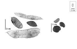  Fruit and seed:  M.  spp. - fruits and seeds.
