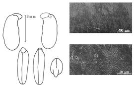  Cotyledon, embryo, and testa:  M. amurensis  F.J. Ruprecht - embryo, cotyledons, and testa SEMs.
