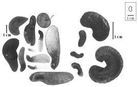  Fruit and seed:  M.  spp. - fruits and seeds.
