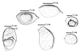  Fruit and seed:  M. acaciifolium  (G. Bentham) G. Bentham - bottom right fruit, top right seed in situ;  M. angustifolium  (G. Bentham) R.S. Cowan - top center fruit, top left seed in situ;  M. bifolium  (J.B.C.F. Aublet) C.H. Persoon - bottom center fruit, bottom left seed in situ.
