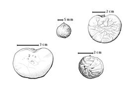  Seed:  M. acaciifolium  (G. Bentham) G. Bentham - bottom right seed topography;  M. angustifolium  (G. Bentham) R.S. Cowan - bottom left seed topography;  M. limbatum  R. Spruce ex G. Bentham - top left seed topography;  M.  sp. - top right seed topography.
