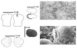  Seed, cotyledon, embryo, and testa:  M. acaciifolium  (G. Bentham) G. Bentham - bottom far left cotyledon surface with intruded testa removed;  M. angustifolium  (G. Bentham) R.S. Cowan - top left center cotyledon notched and concealing all but 1 margin of radicle (above) and embryonic axis (below) with stippled area depicting where cotyledons were attached to each other;  M. bifolium  (J.B.C.F. Aublet) C.H. Persoon - top far left cotyledons notched and concealing radicle (L) and embryonic axis (R), testa SEMs; M. sp. - left center seed.
