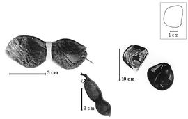  Fruit and seed:  M. lauterbachii  Harms ssp. hirsutus Verdcourt - bottom fruit;  M. mindanaensis  E.D. Merrill - left fruit;  M.  spp. - right seeds.
