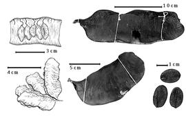  Fruit and seed:  M. amplissima  (W.A. Ducke) R.C. Barneby & J.W. Grimes - top right fruit;  M. discolor  (Humboldt & Bonpland ex C.L. von Willdenow) Britton & J.N. Rose ex Britton & E.P. Killip - bottom right seeds;  M. pubiramea  (Steudel) R.C. Barneby & J.W. Grimes - top left seeds in situ, bottom left fruit cluster;  M. spruceana  (G. Bentham) E.P. Killip ex Record - bottom center fruit.
