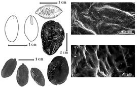  Seed, cotyledon, embryo, and testa:  M. pubiramea  (Steudel) R.C. Barneby & J.W. Grimes - top far left cotyledon concealing radicle (L) and embryonic axis (R), top left center seed topography, bottom far left seeds, testa SEMs;  M. amplissima  (W.A. Ducke) R.C. Barneby & J.W. Grimes - left center seeds.
