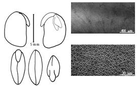  Cotyledon, embryo, and testa:  M. axillare  (E.H.F. Meyer) B. Verdcourt - embryo, cotyledons, and testa SEMs.
