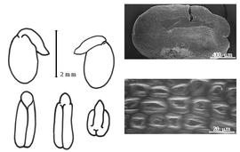  Cotyledon, embryo, and testa:  M. neglecta  (B.L. Robinson) R.C. Barneby - embryo, cotyledons, and testa SEMs.
