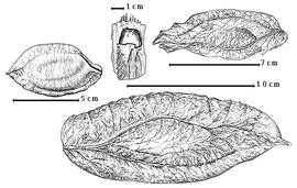  Fruit:  M. excelsum  (G. Bentham) H.A. Gleason - top left fruit;  M. mediterraneum  (C.F.P. von Martius ex G. Bentham) Koeppen - top right fruit;  M. parviflorum  (Amshoff) Koeppen - bottom fruit, top center seed in situ.
