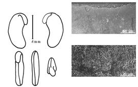  Cotyledon, embryo, and testa:  M. bakeri  (S.H. Koorders) C.A. Backer - embryo, cotyledons, and testa SEMs.
