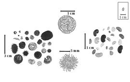  Fruit and seed:  M. arabica  (C. Linnaeus) W. Hudson - bottom center fruit;  M. orbicularis  (C. Linnaeus) B.Bartalini - top center fruit;  M.  spp. - left fruits with and without calyx and right seeds.
