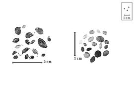  Fruit and seed:  M.  spp. - fruits most with calyx and seeds.
