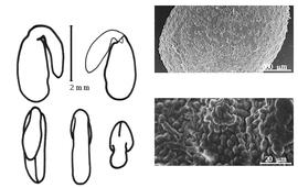  Cotyledon, embryo, and testa:  M. indicus  (C. Linnaeus) C. Allioni - embryo, cotyledons, and testa SEMs.
