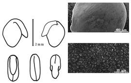  Cotyledon, embryo, and testa:  M. decumbens  (E.H.F. Meyer) J. Burtt Davy - embryo, cotyledons, and testa SEMs.
