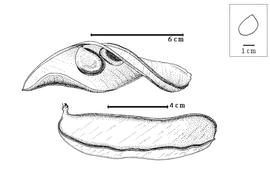  Fruit and seed:  M. brazzavillensis  A.J.B. Chevalier - top seed in situ, bottom fruit.
