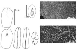  Cotyledon, embryo, and testa:  M. excelsum  H.A.T. Harms - embryo, cotyledons, magnification, and endocarp SEMs.
