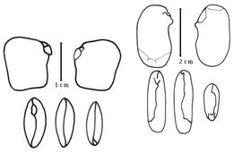  Cotyledon and embryo:  M. cinerea  G. Bentham - left group of embryo and cotyledons;  M. pinnata  (C. Linneaus) S.G. Panigraphi - right group of embryo and cotyledons.
