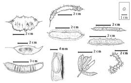  Fruit and seed:  M. acantholoba  (C.L. von Willdenow) Poiret var.  platycarpa  R.C. Barneby - 1st row top fruit;  M. aculeaticarpa  var.  aculeaticarpa  Ortega - 3rd row 3rd image fruit;  M. aspera  M.E. Jones - 1st row bottom replum with several valve segments missing, 2nd row bottom seed in situ;  M. bahamensis  G. Bentham - 2nd row center fruit;  M. depauperata  G. Bentham - 3rd row top fruit;  M. invisa  C.F.P. von Martius ex Colla - 3rd row bottom fruit cluster;  M. rhododactyla  Robinson - 2nd row top replum with several valve segments missing;  M. somnians  Humboldt & Bonpland ex C.L. von Willdenow - 3rd row 2nd image fruit;  M. weddelliana  G. Bentham - 1st row center fruit.
