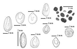  Seed:  M. aculeaticarpa  var.  aculeaticarpa  Ortega - fourth row top seed topography;  M. andina  G. Bentham - 2nd row top seed topography;  M. camporum  G. Bentham - 1st row bottom seed topography;  M. galeottii  G. Bentham - fifth row bottom seed topography;  M. invisa  C.F.P. von Martius ex Colla - 2nd row bottom seed topography;  M. pigra  C. Linnaeus - 4th row bottom seed topography;  M. rubicaulis  J.B.A.P. de M. de Lamarck - 3rd row top seed topography;  M. scabrella  G. Bentham - 1st row top seed topography, 3rd row bottom seed topography;  M.  spp. - 5th row top seeds.
