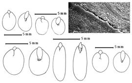  Cotyledon, embryo, and testa:  M. andina  G. Bentham - bottom left embryo;  M. camporum  G. Bentham - top right embryo;  M. invisa  C.F.P. von Martius ex Colla - top left embryo;  M. pigra  C. Linnaeus - bottom center embryo;  M. rubicaulis  J.B.A.P. de M. de Lamarck - bottom right embryo. [All embryos show cotyledons concealing all but radicle tip (L) and embryonic axis (R).]
