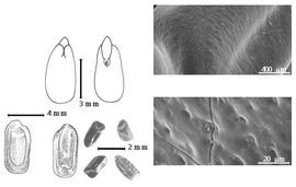  Seed, cotyledon, embryo, and testa:  M. quadrivalvis  (C. Linnaeus) var.  leptocarpa  (de Candolle) R.C. Barneby - bottom left two seed topographies, top left cotyledon concealing about 2/3 of radicle (L) and embryonic axis (R), testa SEMS; M. spp. - bottom left center seeds.
