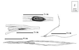  Fruit and seed:  M. insignis  ( E. Hassler) R.C. Barneby - bottom and right center dehiscent fruits, left center valve segment within replum, top seed in situ.
