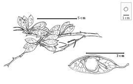  Fruit and seed:  M. carinatus  (A.H.R. Grisebach) A.E. Burkart - left fruiting branch, bottom right seed in situ.
