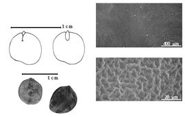  Seed, cotyledon, embryo, and testa:  M. carinatus  (A.H.R. Grisebach) A.E. Burkart - top left cotyledon concealing all but radicle tip (L) and embryonic axis (R), bottom left seeds, testa SEMs.
