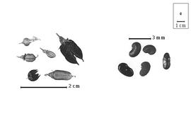  Fruit and seed: M. spp. - fruits with calyx (closed and dehisced) and seeds.
