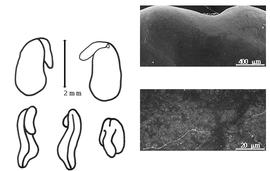  Cotyledon, embryo, and testa:  M. grandiflora  W. Aiton - embryo, cotyledons, and testa SEMs.
