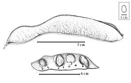  Fruit and seed:  M. cuprea  Pohl - bottom seeds in situ;  M. floribunda  H.A. Schrader - top fruit.
