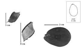  Fruit and seed:  M. uaucu  R. Spruce ex G. Bentham - fruits and seed.
