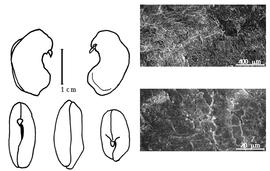  Cotyledon, embryo, and testa:  M. moniliformis  C. Linnaeus f. - embryo, cotyledons, and testa SEMs.
