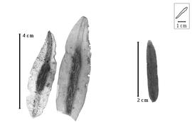  Fruit and seed:  M. frondosus  F.F. Allemão e Cysneiro - fruits and seed.
