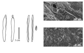  Cotyledon, embryo, and testa:  M. frondosus  F.F. Allemão e Cysneiro - embryo, cotyledons, and testa SEMs.
