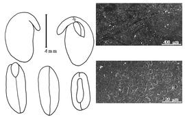  Cotyledon, embryo, and testa:  P. uleanus  (H.A.T. Harmes) G.P. Lewis & A. Delgado Salinas var.  uleanus  - embryo, cotyledons, and testa SEMs.
