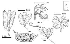  Fruit and seed:  N. dimorphantha  Domin - center fruit, bottom left center seeds in situ;  N. gracilis  G. Bentham - right fruit cluster;  N. lutea  (Leavenworth) G. Bentham - top left center fruit cluster;  N. prostrata  H.E. Baillon - top fruit cluster;  N. plena  (C. Linnaeus) G. Bentham - left fruit cluster;  N. pubescens  G. Bentham - bottom right center fruit cluster.
