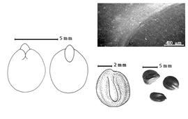  Seed, cotyledon, embryo, and testa:  N. dimorphantha  Domin - bottom right center seed topography, left cotyledons concealing all but tip of radicle (L) and embryonic axis (R), testa SEM;  N.  spp. - bottom right seeds.
