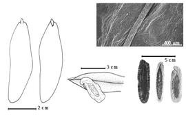  Seed, cotyledon, embryo, and testa:  N. aubrevillei  (F. Pellegrin) Keay - left cotyledon not concealing radicle (L) and embryonic axis (R);  N. buchananii  (Baker) Gilbert & Boutique - testa SEM;  N. hildebrandtii  (Vatke) Torre - bottom center seed in situ;  N.  spp. - bottom right seeds.
