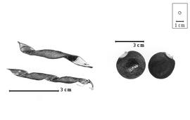  Fruit and seed:  N. dalzellii  (E.G. Baker) E.D. Merrill - fruits and seeds.
