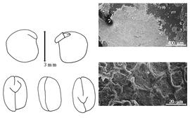  Cotyledon, embryo, and testa:  N. dalzellii  (E.G. Baker) E.D. Merrill - embryo, cotyledons, and testa SEMs.
