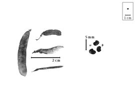  Fruit and seed:  N.  spp. - fruits, valve, and seeds.
